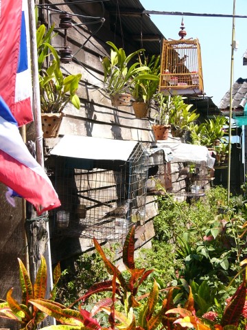 bird cages in Ban Si Raya